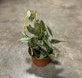 Brandtianum Philodendron